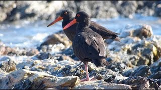 Sooty Oystercatcher – Haematopus fuliginosus [upl. by Howlan]