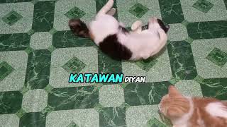 Philippine cats [upl. by Merridie]