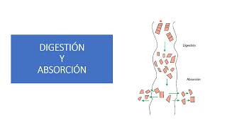 Fisiología Animal DIGESTIVO MONOGÁSTRICOS I [upl. by Dorcas316]