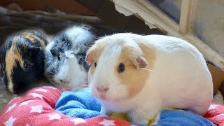 A Guinea Pig Floor Time Vlog Minnies First Floor Time amp Squeaking on Camera [upl. by Keram]