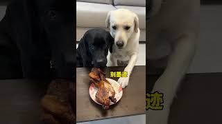 Dog meat is smelly I wont eat it When you have a greedy puppy Im not a human but you are a [upl. by Yenittirb67]