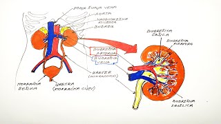 BUBREZI GRAĐA I ULOGA NEFRON FORMIRANJE URINA IZLUČIVANJE BALANS TJELESNIH TEČNOSTI I SOLI [upl. by Vershen]