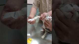 Tinos Vet Visit Watch How Adorable Kitten Reacts To Scary Moments [upl. by Anigar295]