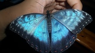 Blue Morpho butterfly Morpho peleides [upl. by Melicent]