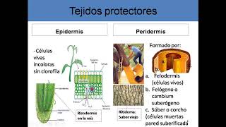 Tejidos vegetales [upl. by Oremor]