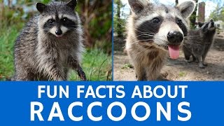 Interesting Facts about Raccoons – Cute Animal Video for School Learning [upl. by Anuhsal]