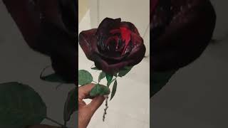 Fresh black imported roses  Florist near me  Red Roses  Floral Leaf [upl. by Shepherd220]