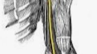 Understanding Median Nerve Anatomy and function medicalstudent [upl. by Neehsuan]