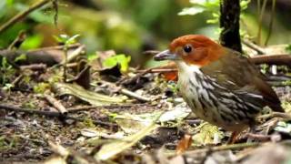 Chestnutcrowned Antpitta  Grallaria ruficapilla  Rio Blanco C Andes [upl. by Pitarys]