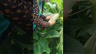 17 year old single mother harvesting cucumbers to sell Ly Tieu Huong [upl. by Bastien]