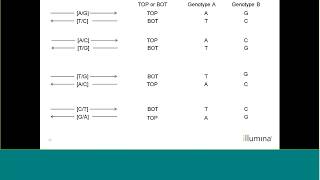 Infinium Genotyping Strandology  Strand designations in Infinium Manifests [upl. by Bivins423]