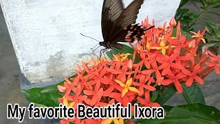 How to Care for an Ixora Plant  Beautiful ixora [upl. by Suedama]