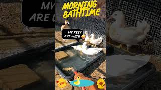 Adorable White Call amp Mandarin Ducks Take an Epic Bathtime Splash 🦆💦 farm homestead callduck [upl. by Hairim300]