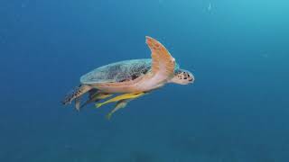 Extra Divers Temple Point  Watamu Kenya  underwater impressions [upl. by Saideman252]