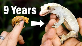 9 Year Evolution of My Geckos amp Their Vivariums What Ive Learned [upl. by Karp]