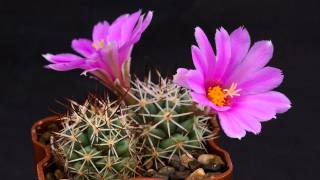 Mammillaria schumannii var globosa flowering [upl. by Juxon]