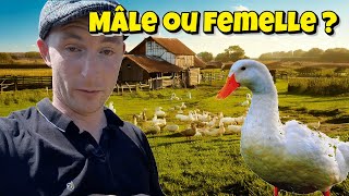 COMMENT SEXER UN CANARD [upl. by Kiersten267]