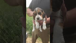 Bluetick amp Tricolor BEAGLE PUPPIES for momma SUZIE [upl. by Orlantha846]