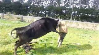 Mother Cow Protects Baby Calf Attacks Dairy Farmer [upl. by Elleina]