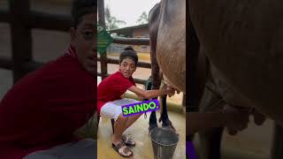 TIRANDO LEITE DA VACA Pet zoo [upl. by Itagaki38]