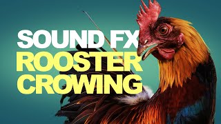 Rooster Crowing  Sound Effects High Quality [upl. by Clayberg]