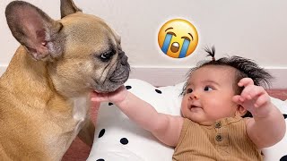 Cutest Dog And Baby Moments Dog Adopts Baby As Her Own [upl. by Crespo]