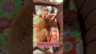 Kitten Biting me cat catlover kittenvideos [upl. by Leitao]