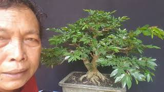 cara bikin demensi cabang bonsai kaliandra [upl. by Moser]