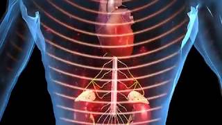 How Stress Affects the Body Animation  Function of Epinephrine and Cortisol Video [upl. by Ydissahc150]