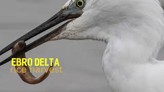 Banquet for Birds  Ebro Delta Rice Harvest 2023  Birding in Spain [upl. by Thurnau]