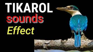 Huni Ng Tikarol  WhiteCollared Kingfisher  bird Call Sounds [upl. by Ayirp]