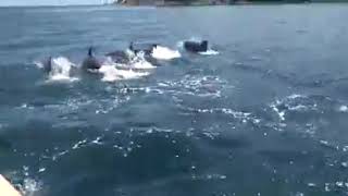 Dolphins in Tobago castara bay SUBSCRIBE AFTER WATCHING [upl. by Eiuqcaj628]