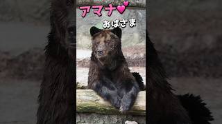 ヒグマのアマナおばさま💕【元気そうやね】 のんほいパーク ヒグマ アマナ [upl. by Aleris]