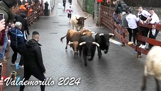 Valdemorillo 2024 Encierro y Capea con Toros Bravos [upl. by Aggappe254]