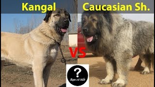 Kangal vs Caucasian Shepherd con nào sẽ thắng 48  Bạn Có Biết [upl. by Eima930]