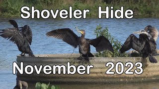 The Shoveler Hide  Nov 2023 [upl. by Champagne]