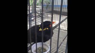 The most wonderful bird Mynah Talking Clearly in Bangla [upl. by Ylime269]