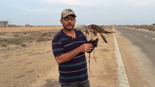 Releasing a red naped shaheen falcon  March 2019 [upl. by Anelrac]