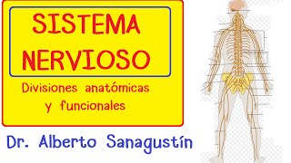 SISTEMA NERVIOSO explicado FÁCIL anatomía y fisiología [upl. by Rosabella]