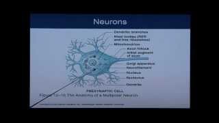 Anatomy and Physiology Chapter 12 Part 1 Nervous SystemNeural Tissue Anatomy and Physiology Help [upl. by Atiuqel419]