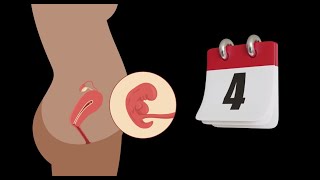 Embryologie 🤰  La 4 ère semaine du développement embryonnaire ♡ Résumé simple [upl. by Gillmore653]