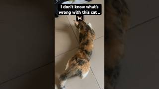 My cat keep acting strange cat [upl. by Sixela]