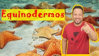 Equinodermos  Filo Echinodermata  Características Gerais  Invertebrados  Zoologia [upl. by Ayouqat251]