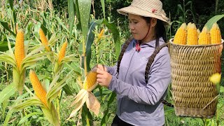 Harvest corn in the fields far from home and dry the rice that was threshed yesterday [upl. by Alleusnoc]