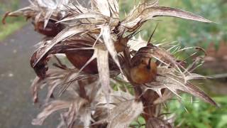 Acanthus seeds  Akanthus spinosus  Klólauf  Þyrnigull  Súlublóm  Sumarblóm  Skrautplanta [upl. by Irtimd]