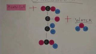 Glycolysis and Krebs Cycle Animation [upl. by Orling]