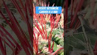 Explore Arizona’s diverse xeric plant life at the Desert Botanical Garden garden desertplants [upl. by Zitella]