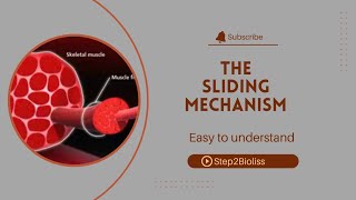 Sliding mechanism of Muscles constructionhow our musles work 3d animation Step2Bioliss [upl. by Adnarram]