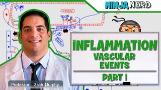 Immunology  Inflammation Vascular Events Part 1 [upl. by Coraline424]