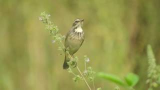 bluethroat female [upl. by Minsk]